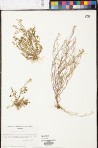 Cardamine parviflora image