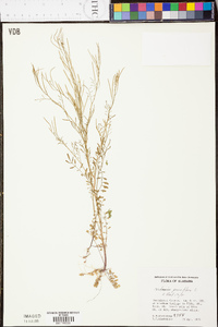 Cardamine parviflora image