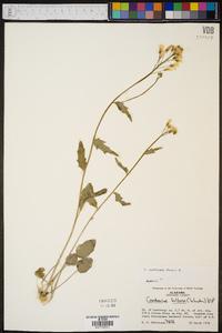 Cardamine rhomboidea image