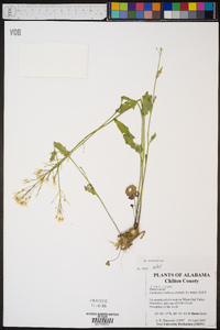 Cardamine bulbosa image