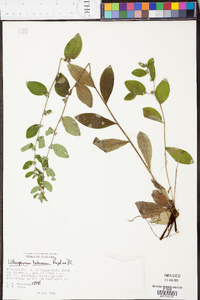 Lithospermum tuberosum image