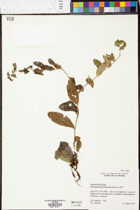 Lithospermum tuberosum image