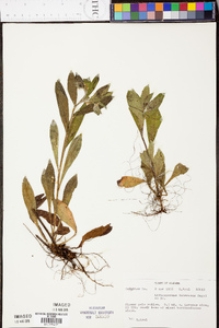 Lithospermum tuberosum image