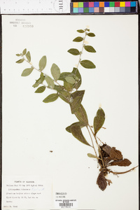 Lithospermum tuberosum image