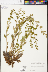 Lithospermum tuberosum image