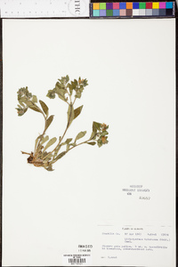 Lithospermum tuberosum image