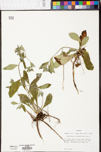 Lithospermum tuberosum image