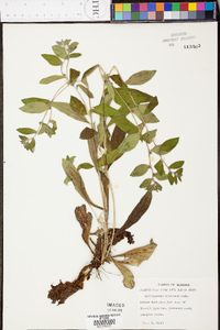 Lithospermum tuberosum image