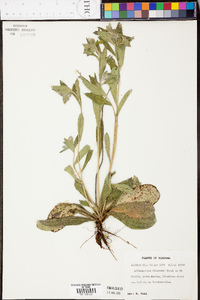 Lithospermum tuberosum image