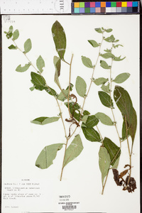 Lithospermum tuberosum image