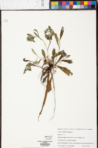 Lithospermum tuberosum image