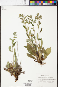 Lithospermum tuberosum image