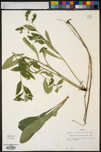 Lithospermum tuberosum image