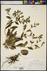 Lithospermum tuberosum image