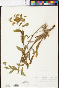 Onosmodium virginianum image