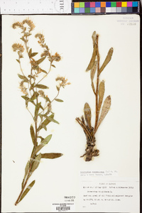 Onosmodium virginianum image