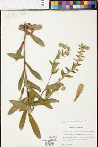 Onosmodium virginianum image