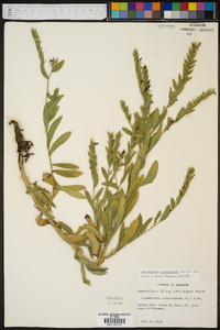 Onosmodium virginianum image