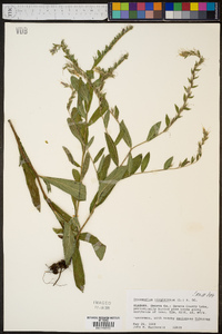 Onosmodium virginianum image