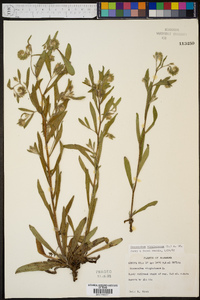 Onosmodium virginianum image