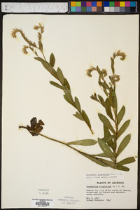 Onosmodium virginianum image