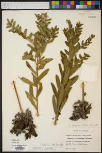 Onosmodium virginianum image