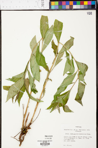 Lithospermum latifolium image