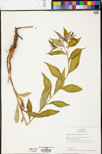 Lithospermum latifolium image