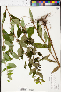 Lithospermum latifolium image