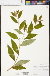 Lithospermum latifolium image