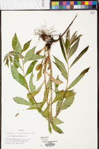 Lithospermum latifolium image