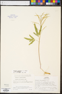 Cardamine angustata var. angustata image