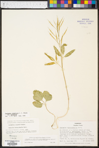 Cardamine angustata image