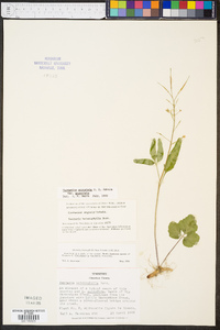 Cardamine angustata var. angustata image