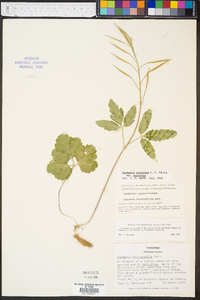 Cardamine angustata var. angustata image