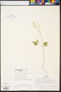 Cardamine angustata image