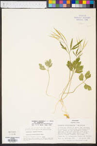 Cardamine angustata image