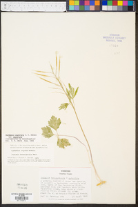 Cardamine angustata var. angustata image