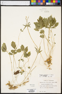 Cardamine angustata image