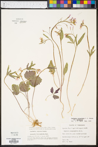 Cardamine angustata var. angustata image