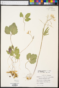 Cardamine angustata var. angustata image