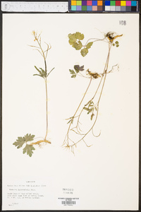 Cardamine angustata image