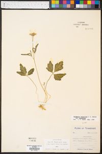 Cardamine angustata image