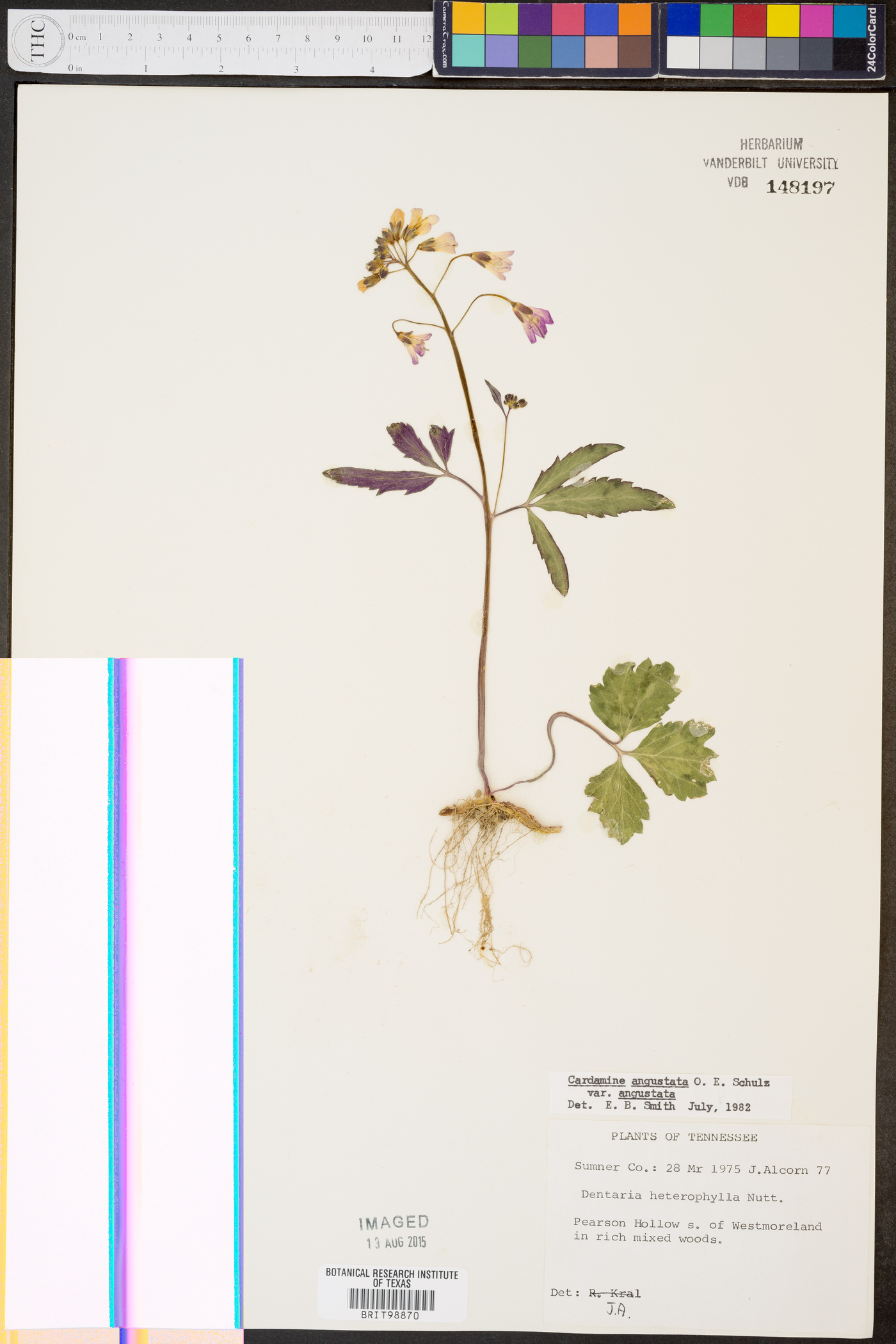 Cardamine angustata var. angustata image