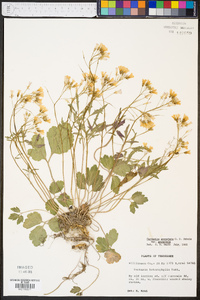 Cardamine angustata var. angustata image