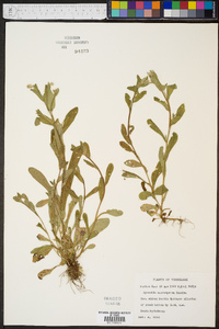 Myosotis macrosperma image