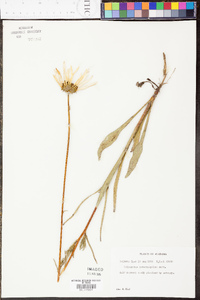 Helianthus heterophyllus image