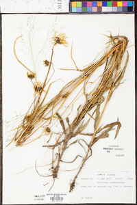 Helianthus heterophyllus image