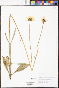 Helianthus heterophyllus image