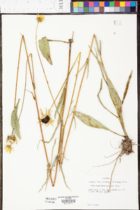 Helianthus heterophyllus image